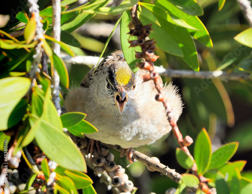 A Golden-crowned Sparrow bird - Zonotrichia atricapilla) perched on a branch. photo