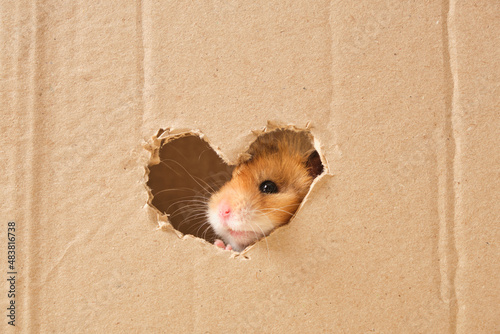 cute fluffy tri-color long-haired syrian hamster peeking out of a hole in cardboard, heart-shaped hole, love for rodents