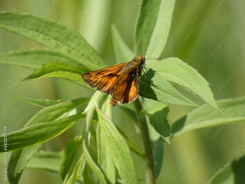 Large skipper (Ochlodes sylvanus) - close up of Essex skipper on green leaves of goldenrod, Gdansk, Poland Large skipper (Ochlodes sylvanus) - close up of Essex skipper on green leaves of goldenrod, Gdansk, Poland