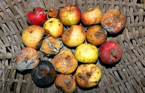 Obraz na plátně rotten apples in a small basket