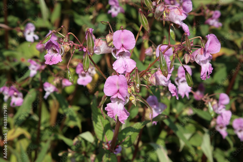 Himalayan Balsam (Impatiens glandulifera) Himalayan Balsam (Impatiens glandulifera)