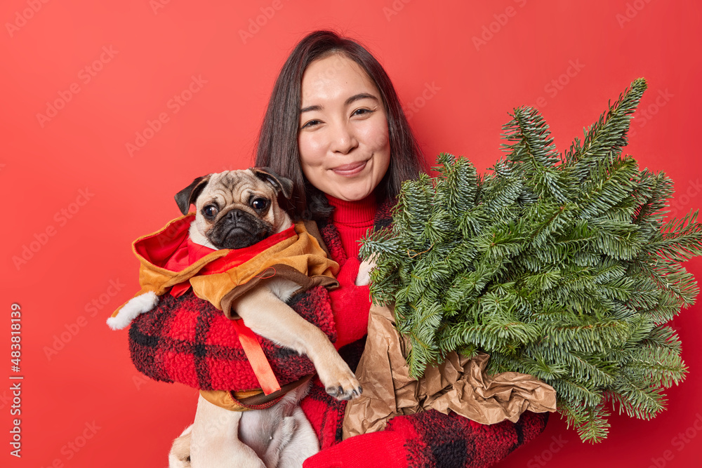 Φωτογραφία Cute dark haired young woman carries pug dog and spruce branches have walk together during winter time return from market smiles pleasantly isolated over red background