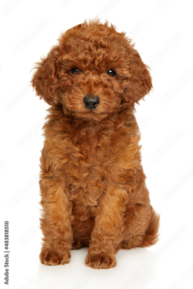 Toy Poodle puppy sitting on white background