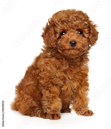 Poodle puppy looking at the camera