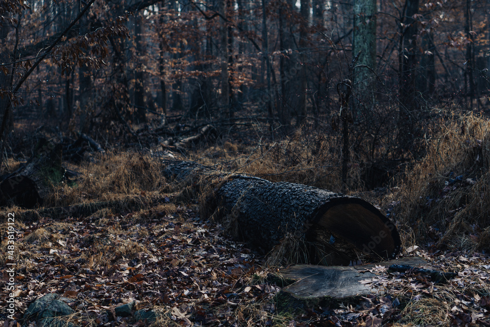 Obraz premium Large log in autumn forest