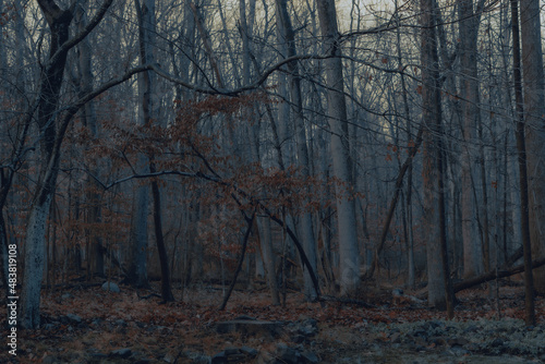 Orange and grey forest in autumn