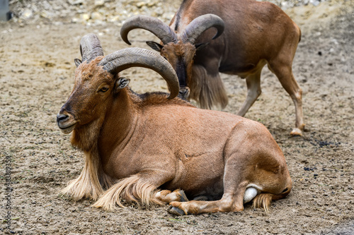 Fotografie Portrait of barbary sheep