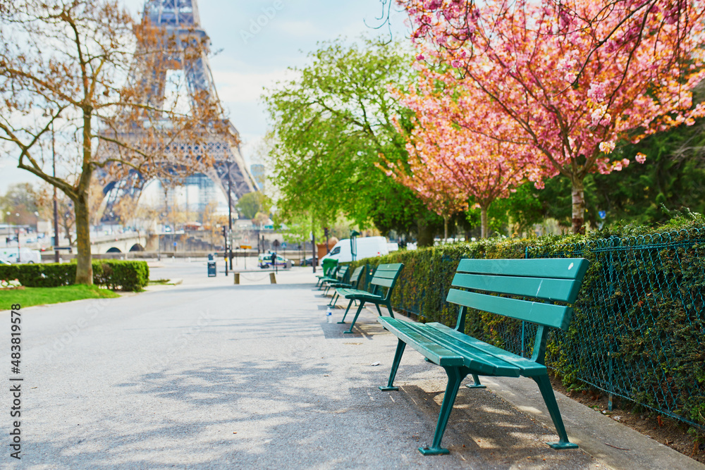 Scenic view of the Eiffel tower with cherry blossom trees in bloom in Paris, France