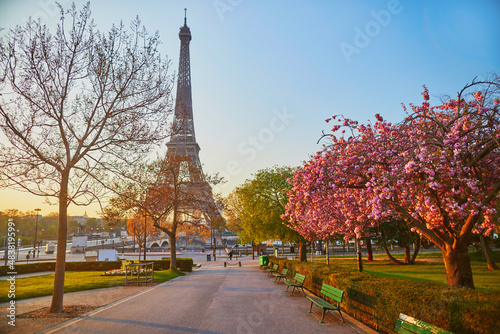 Scenic view of the Eiffel tower with cherry blossom trees in bloom in Paris, France © Ekaterina Pokrovsky