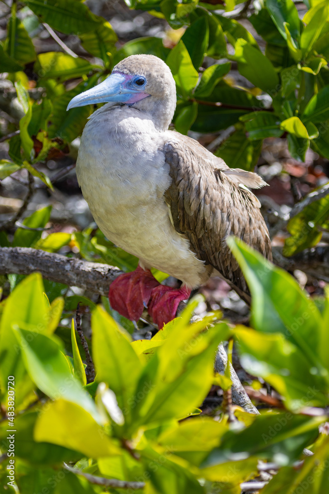 The red-footed booby is a large seabird of the booby family, Sulidae (Sula sula). It not only has bright red feet, but also a magnificent blue beak with pink tinges. Photo taken at Darwin Bay The red-footed booby is a large seabird of the booby family, Sulidae (Sula sula). It not only has bright red feet, but also a magnificent blue beak with pink tinges. Photo taken at Darwin Bay