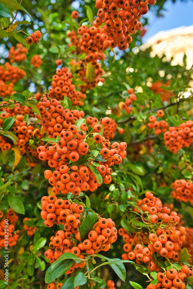 Red fruit of Pyracantha Coccinea or Firethorn. Red fruit of Pyracantha Coccinea or Firethorn.