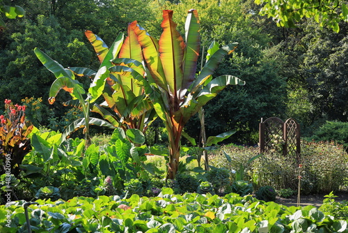 Ensete ventricosum, enset,Ethiopian banana, Abyssinian banana, pseudo-banana and false banana,  flowering plant in the banana family Musaceae