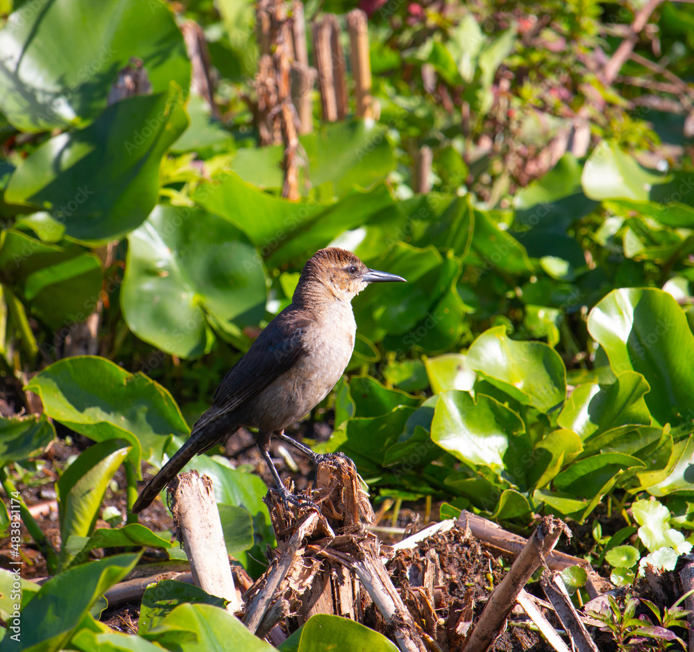 custom made wallpaper toronto digitalbird on a branch