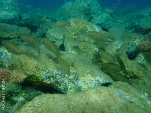 Salema or salema porgy, cow bream, goldline, dreamfish (Sarpa salpa) undersea, Aegean Sea, Greece, Syros island