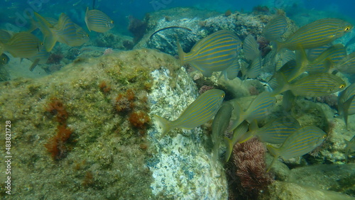 Salema or salema porgy, cow bream, goldline, dreamfish (Sarpa salpa) undersea, Aegean Sea, Greece, Syros island