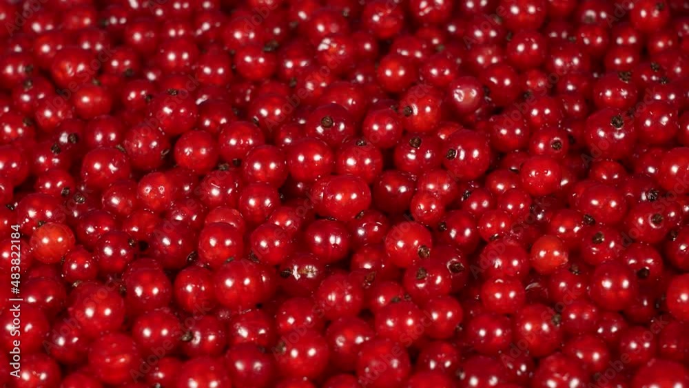 Closeup top vew flat lay 4k video footage of many bright fresh organic raw currant berries. Fruits background