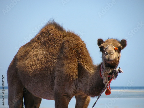 dromedary camel on a beach in egypt © Joanna