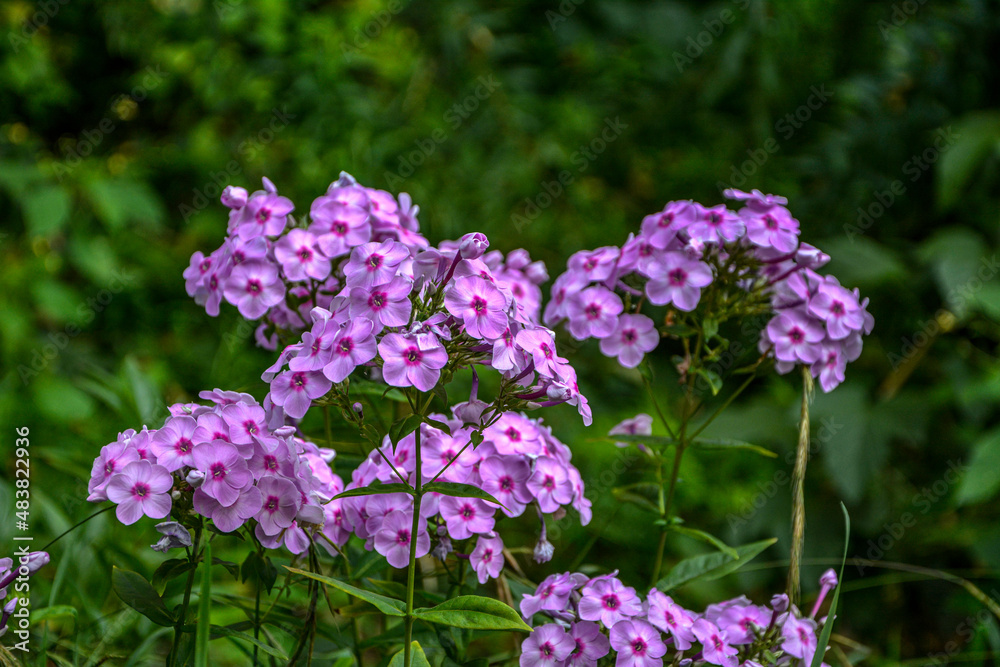 Pink phlox flowers in the garden