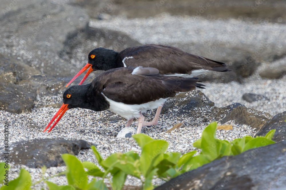 Two American Oystercatchers (Haematopus palliatus) protect their egg as