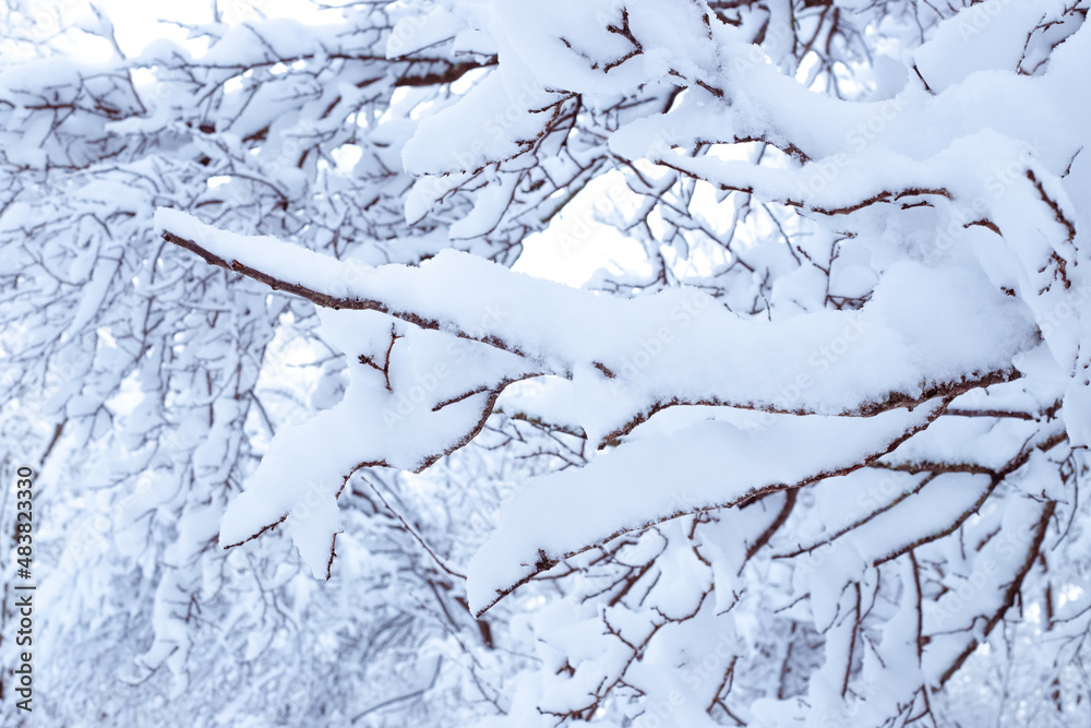 Winter landscape. Tree branches are covered with snow Winter landscape. Tree branches are covered with snow
