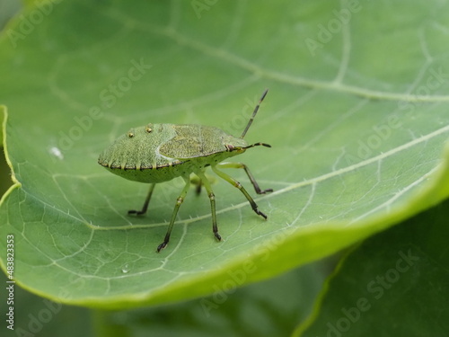 Nymphe der grünen Stinkwanze auf einem Blatt