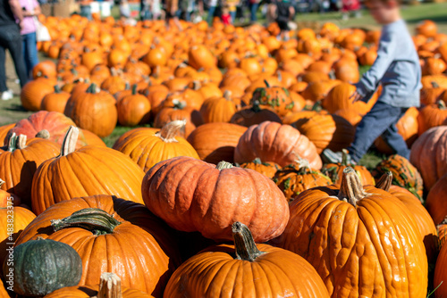 A child searches a pumpkin patch at an outdoor harvest festival.