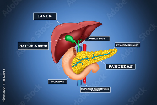 Infographic of the human liver system with detailed description of the Pancreas and Liver. Medical future technology and innovative concept. 3D Render photo