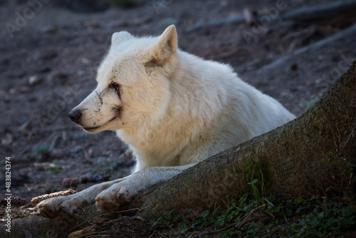 Closeup view of a white and sad looking polar wolf 