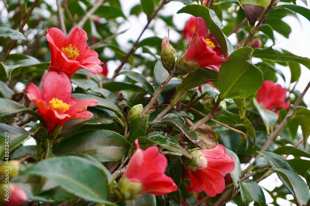 沖縄県宮古島 椿の花 沖縄県宮古島 椿の花
