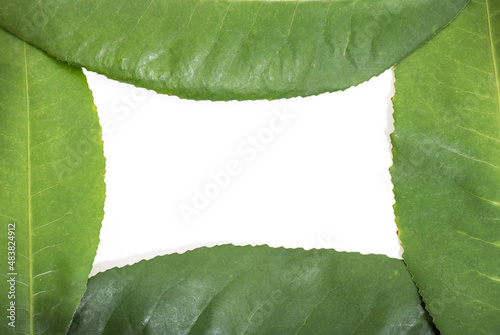 Mockup or frame croton oblongifolius green leaves isolated on white background.top view. photo