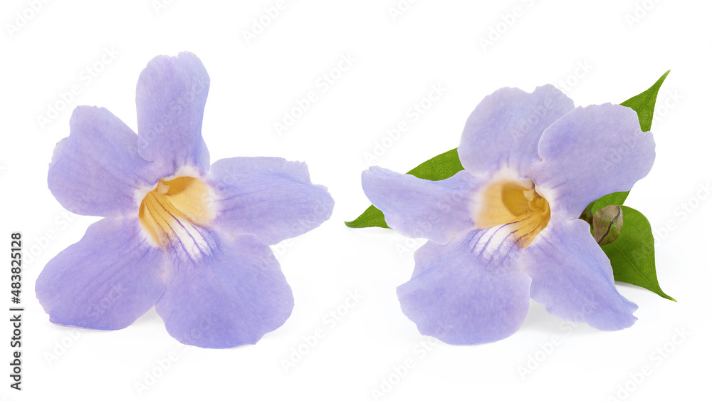 Laurel clock vine or Thunbergia laurifolia flower isolated on white background with clipping path. Laurel clock vine or Thunbergia laurifolia flower isolated on white background with clipping path.