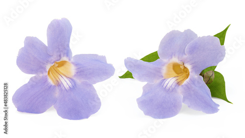 Laurel clock vine or Thunbergia laurifolia flower isolated on white background with clipping path.
