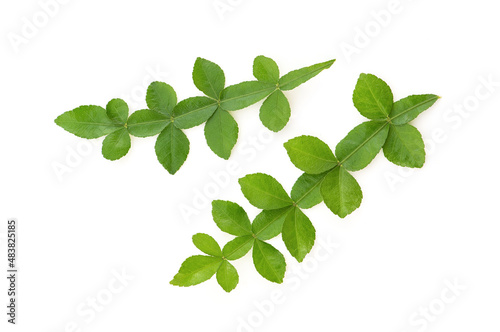 Thanaka green leaves isolated on white background.top view.