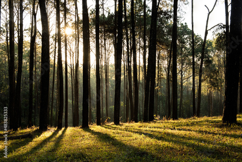 Sunrise in the pine forest in Chiang Mai