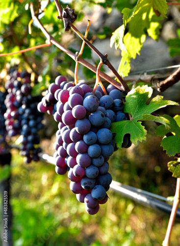 Mature Nebbiolo grape ready to be harvested. photo