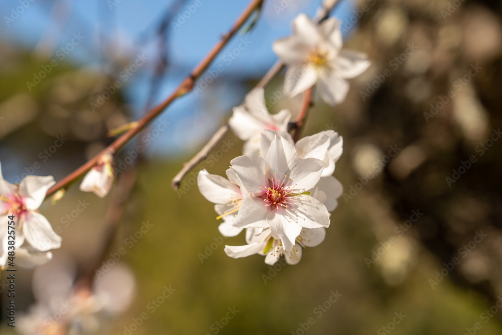 beautiful and fresh apple blossoms on heavy blurred background beautiful and fresh apple blossoms on heavy blurred background