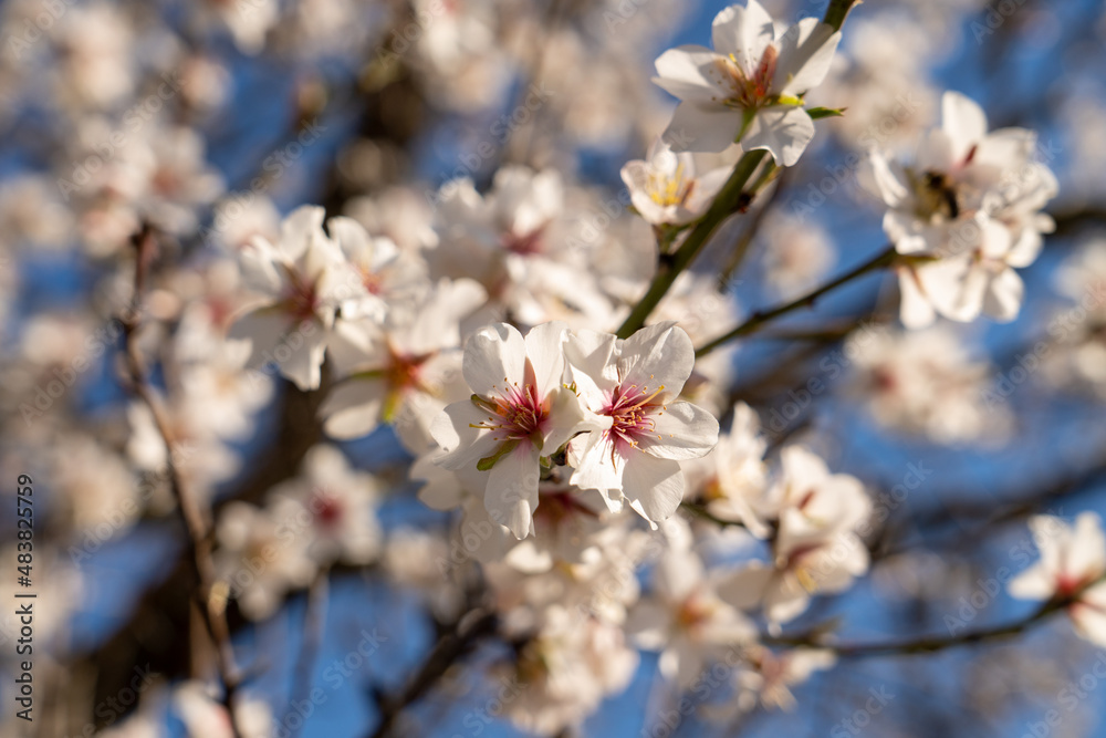 beautiful and fresh apple blossoms on heavy blurred background