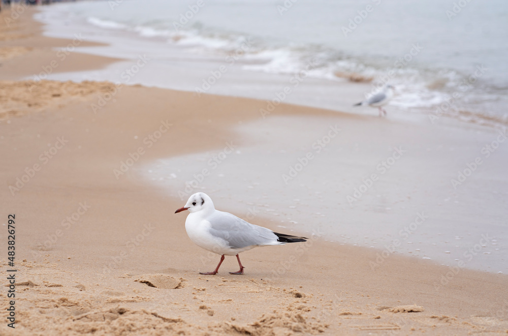A seagull walks along the shore of the Baltic Sea. Waterfowl A seagull walks along the shore of the Baltic Sea. Waterfowl