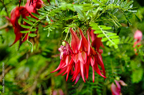 Fotografiet Bright red flowers of the Kaka beak (Clianthus puniceus), a shrub or small tree