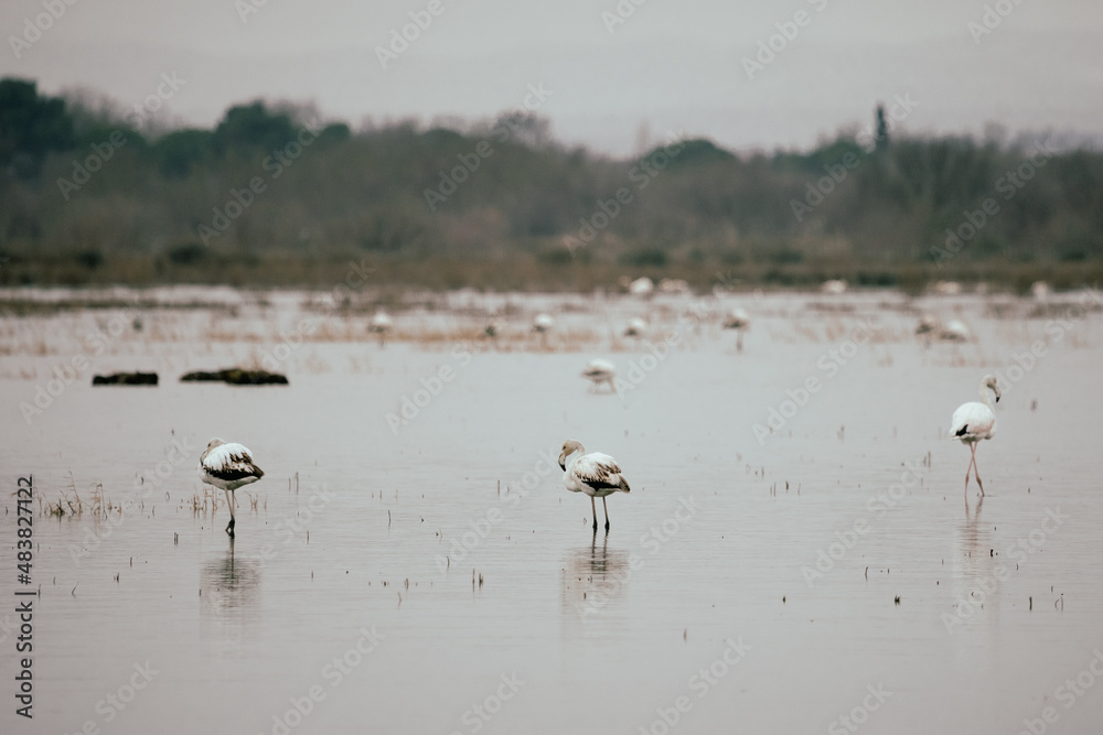 des flamants roses dans un étang en hiver des flamants roses dans un étang en hiver