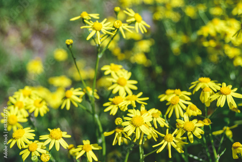 Close-up of yellow chamomile flowers outdoors.