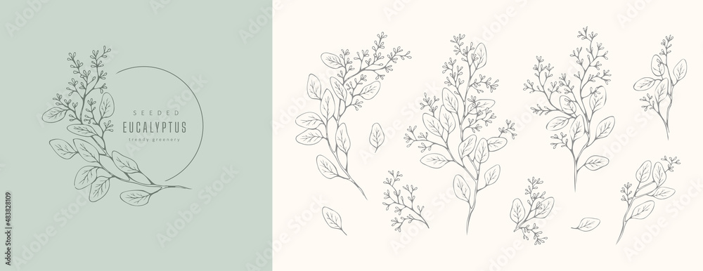 Seeded eucalyptus logo and floral branch. Hand drawn wedding herb, plant and monogram with elegant leaves for invitation save the date card design