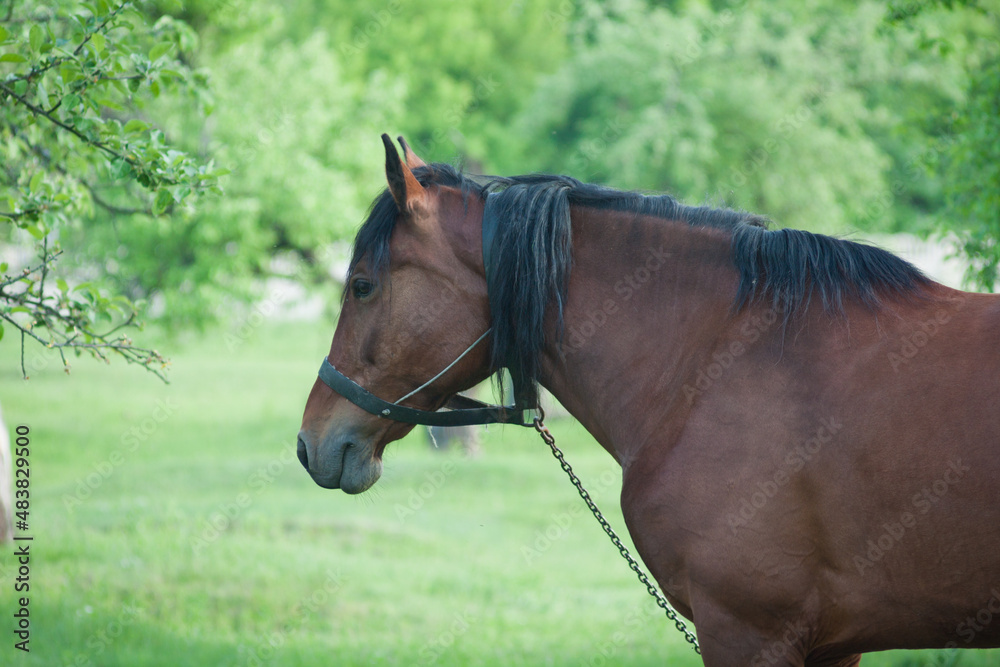 Obraz premium bay horse at the pasture