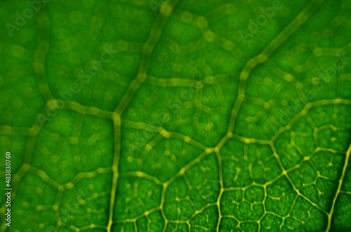 Close-up of a defocused image of green leaf texture. Abstract green background with copy space.