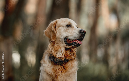 Golden retriever dog in the forest