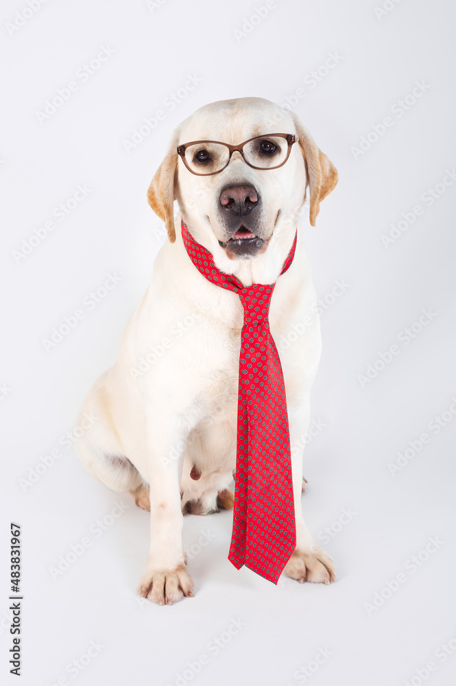 Labrador retriever yellow purebred dog with tie and glasses seated background white