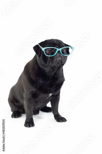 Pug purebred dog black with sunglasses seated white background © marcelinopozo