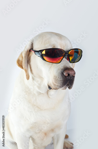Labrador retriever yellow purebred dog with sunglasses white background © marcelinopozo