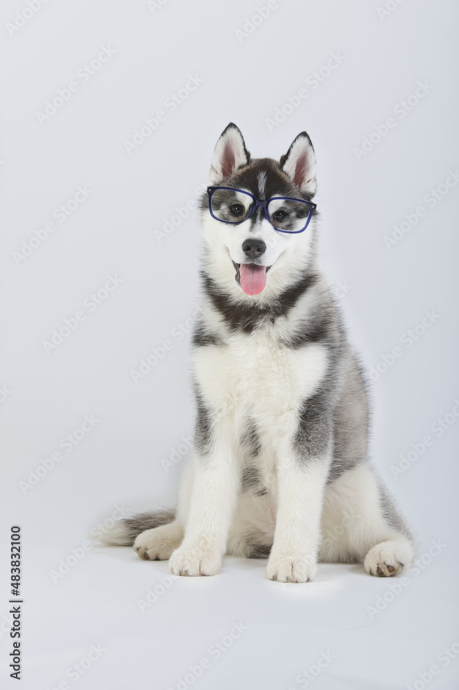 Siberian husky purebred dog puppy seated with glasses in studio white background