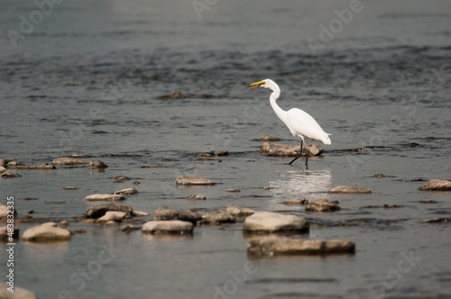 Great Egret wading in the Chemung River in Elmira, New York. photo